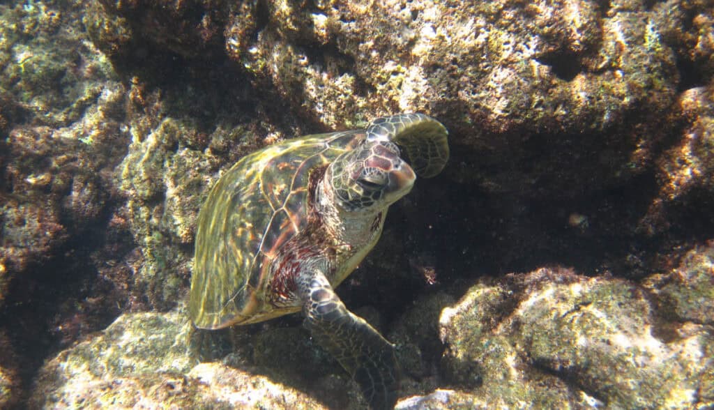 A sea turtle at Tunnels Beach in Kauai, Hawaii