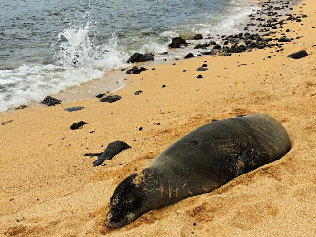 Endangered monk seal on Brennecke's Beach, Kauai