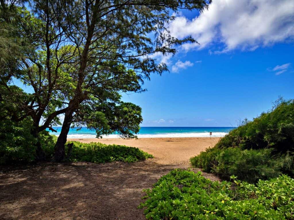 Tall ironwood trees provide shade along Kealia Beach on Kauai