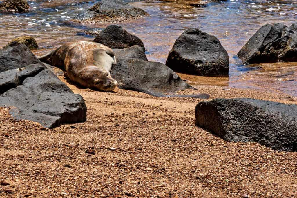Endangered monk seal resting on Kealia Beach among lava rocks