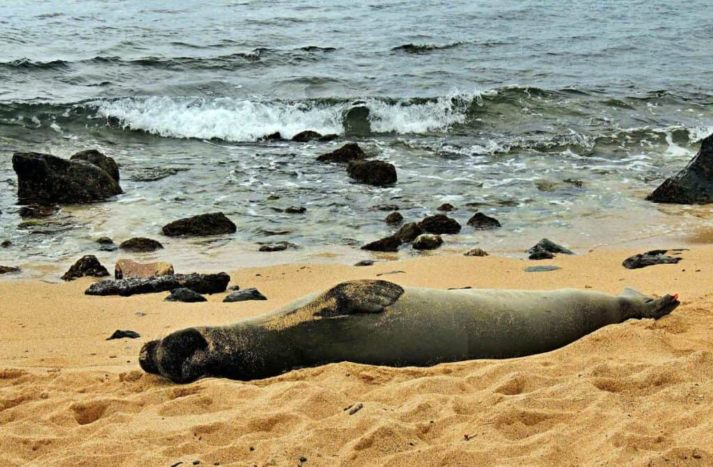 Hawaiian monk seal frolicking on Lawai Beach, Kauai