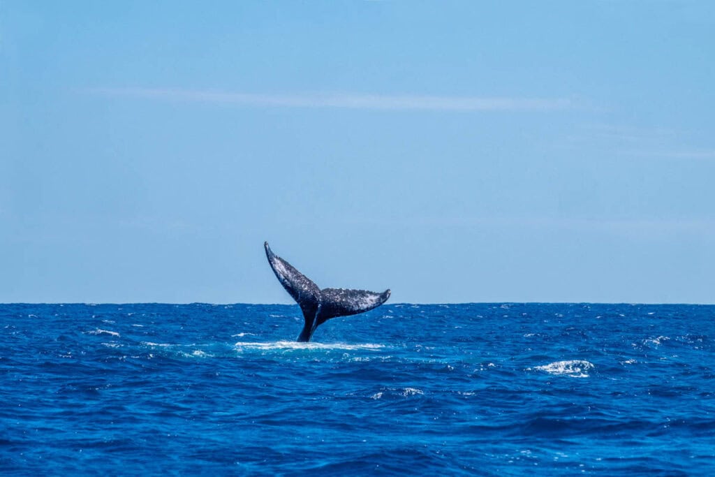 A humpback whale tail in the ocean in Kauai