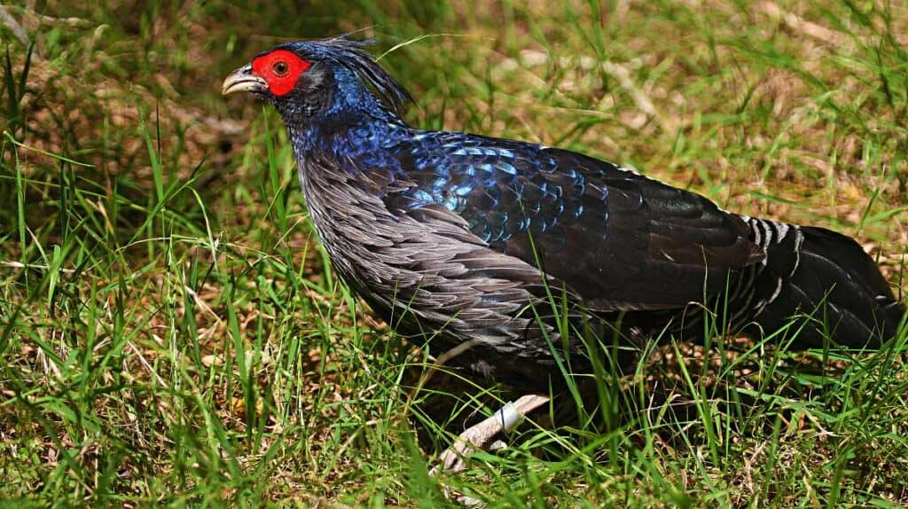 Kalij Pheasant, one of the large game birds of Hawaii