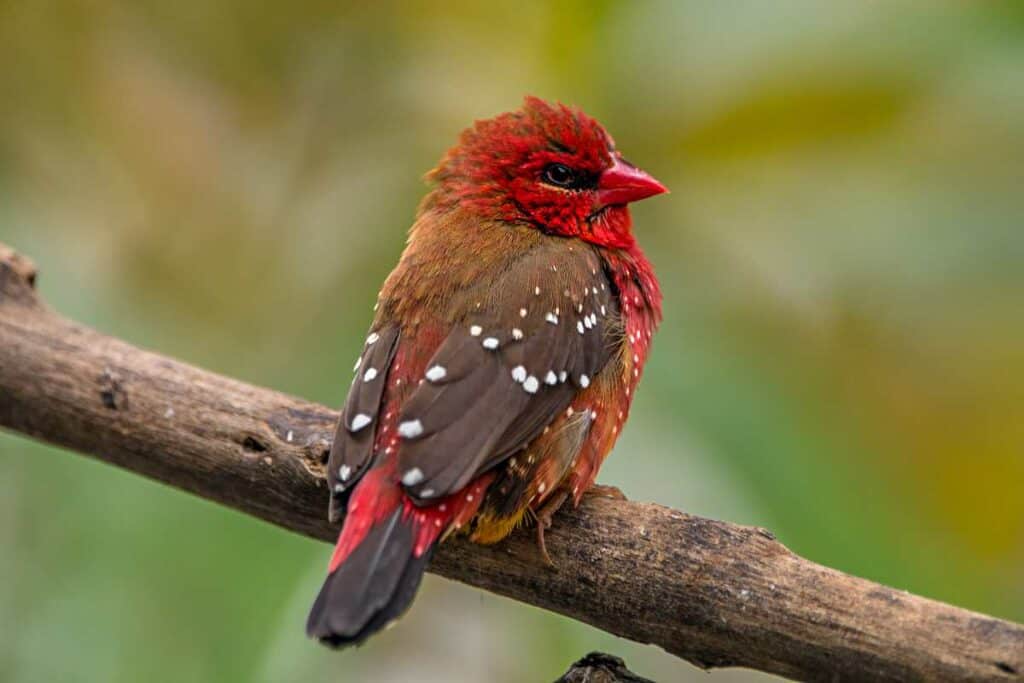 Red avadavat, one the more brilliant birds of Kauai