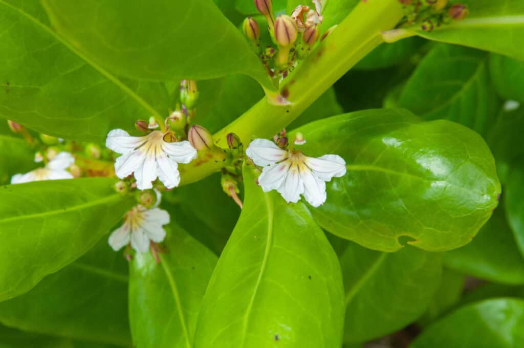 The naupaka plant bears small white flowers