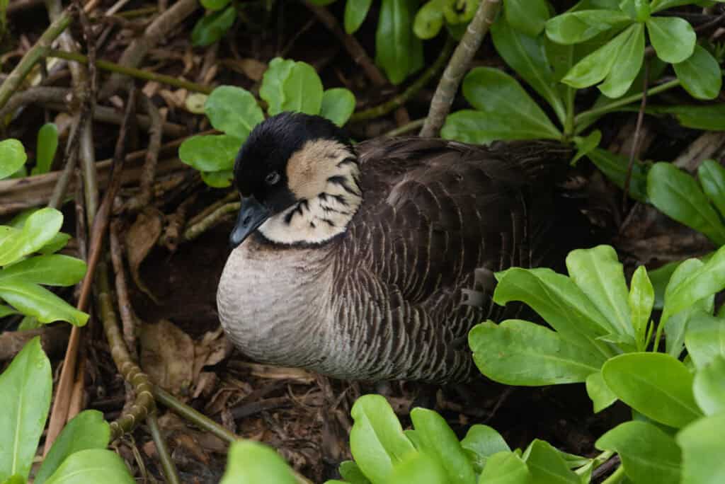 A Hawaiian goose (nene) at the Kilauea Point National Wildlife Refuge in Kauai, Hawaii