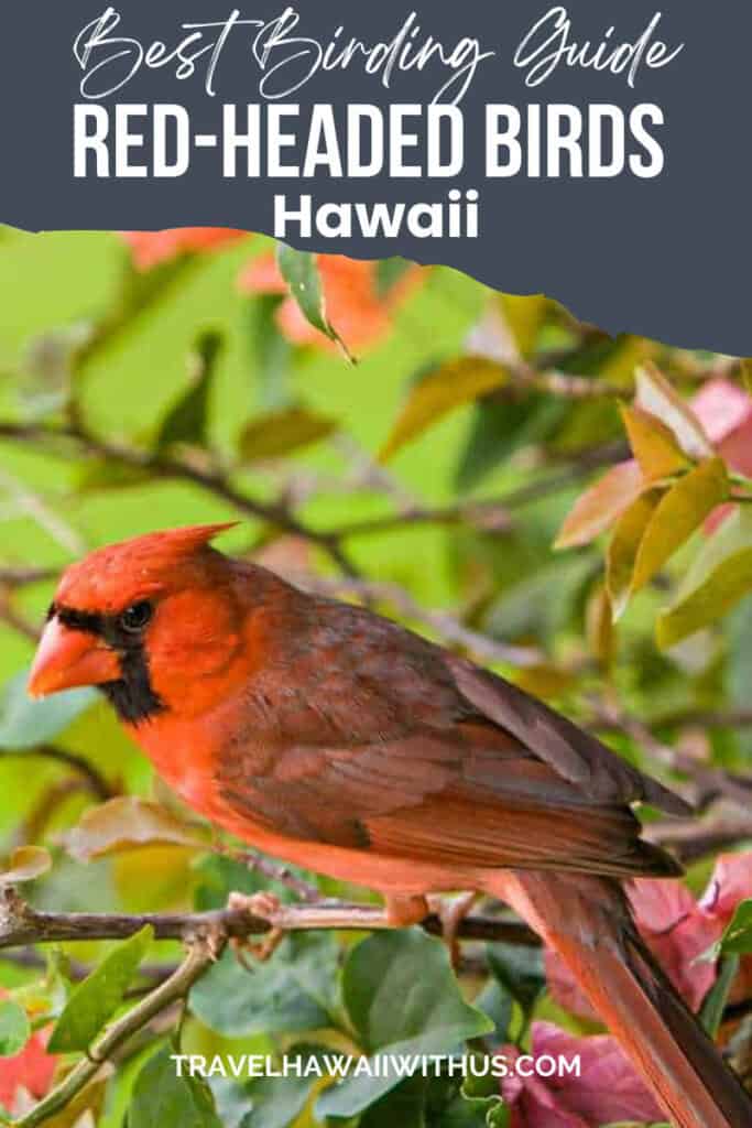 Discover red-headed birds in Hawaii that you may see when hiking or sightseeing!