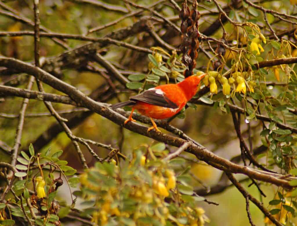 I'iwi, scarlet honeycreeper | Birds of Maui