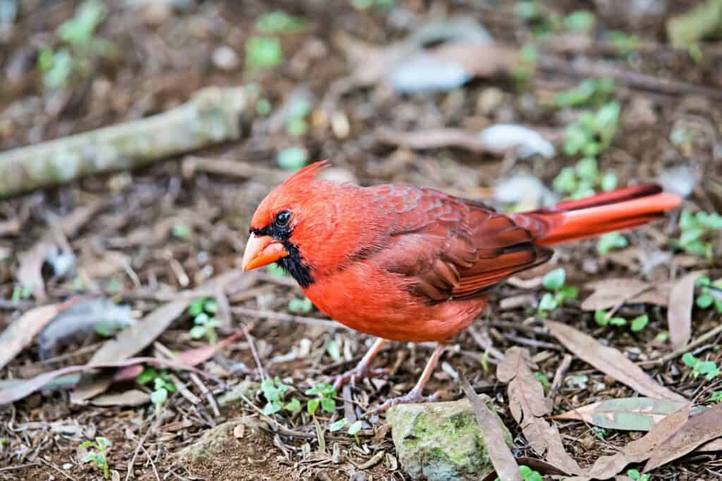 Northern cardinal, one of the pretty red birds of Maui