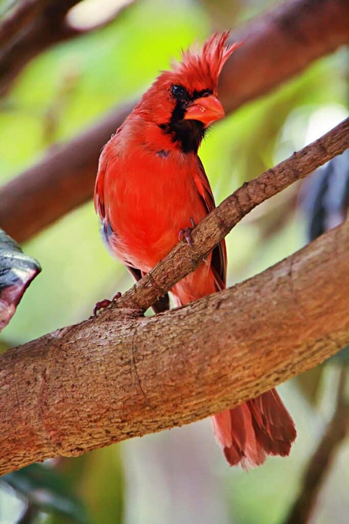 A striking red Northern Cardinal | Red birds of Maui