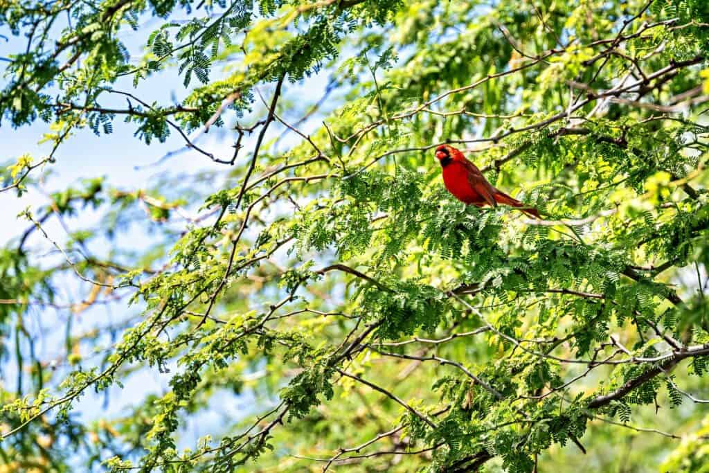 A northern cardinal in the rainforest canopy of Haleakala National Park | Birds of Maui