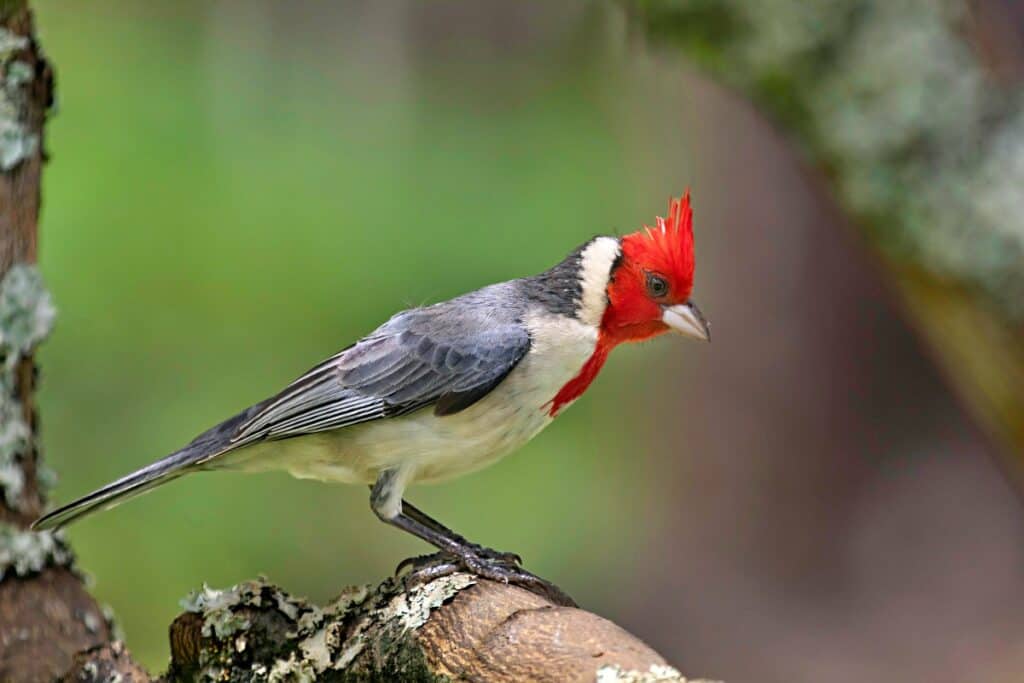 Red-crested cardinal, one of the more common birds of Maui