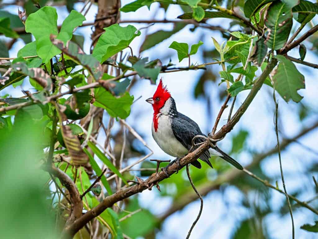 Red-crested cardinal, one of the many imported birds of Maui