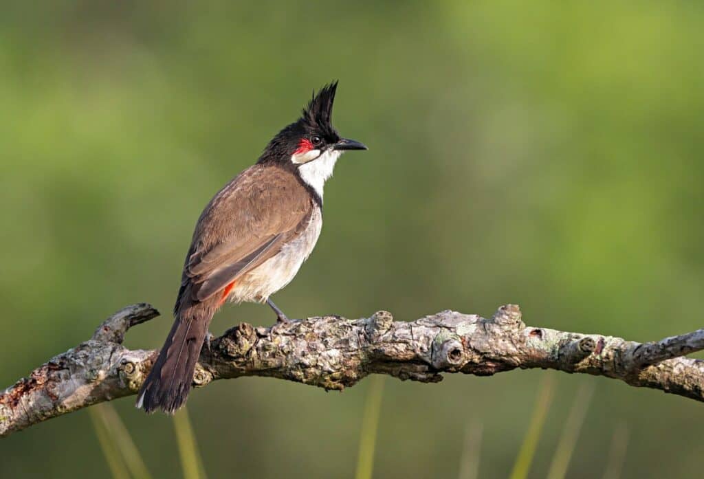 Red-whiskered bulbul, one of the more invasive birds of Maui