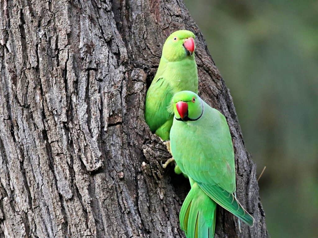 Rose-ringed parakeets, pretty birds of Maui