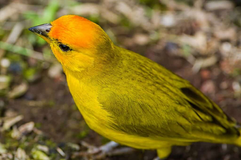 Saffron finch, one of the prettiest birds on Maui