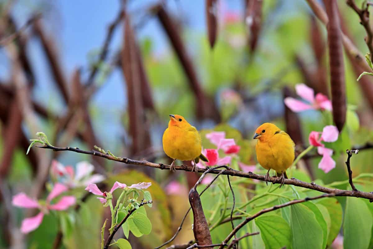 Saffron finches, beautiful birds of Maui