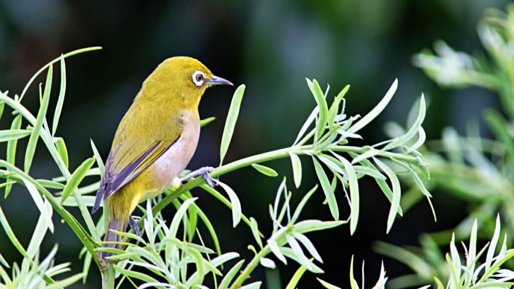 Warbling white eye, one of the pretty song birds of Maui