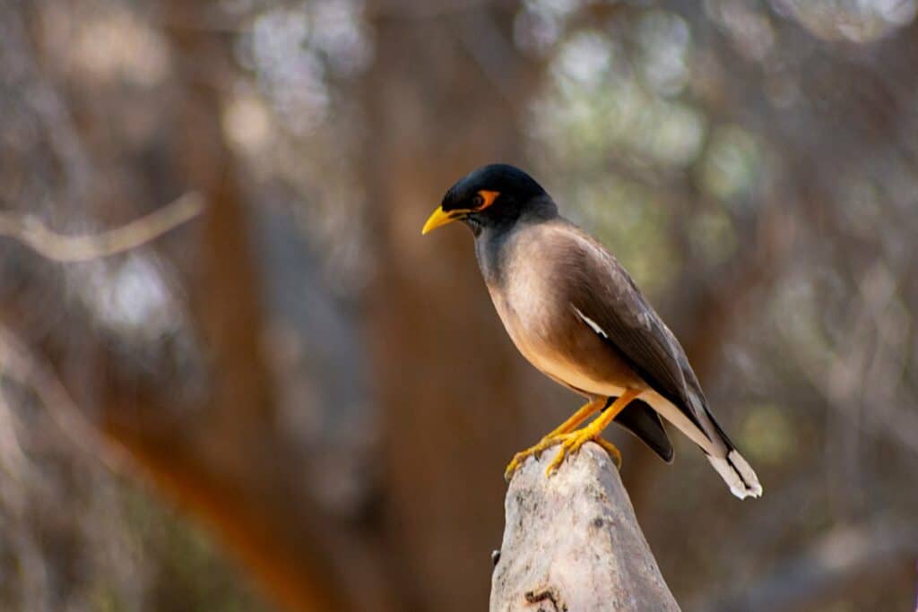Common myna, one of the most common birds on Oahu