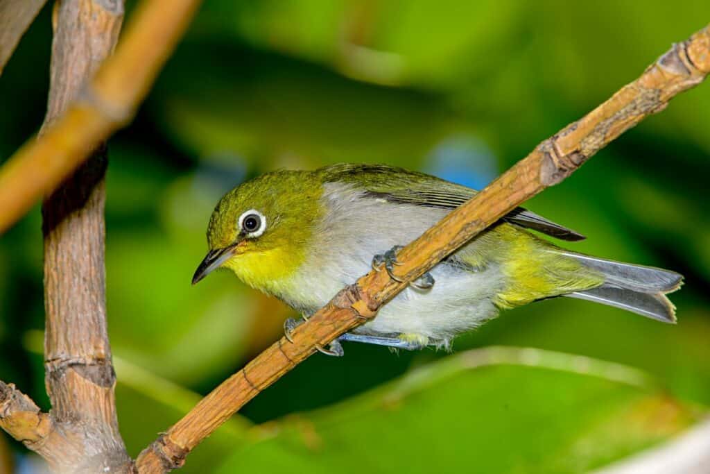 Warbling white eye, one of the easily identifiable birds of Oahu