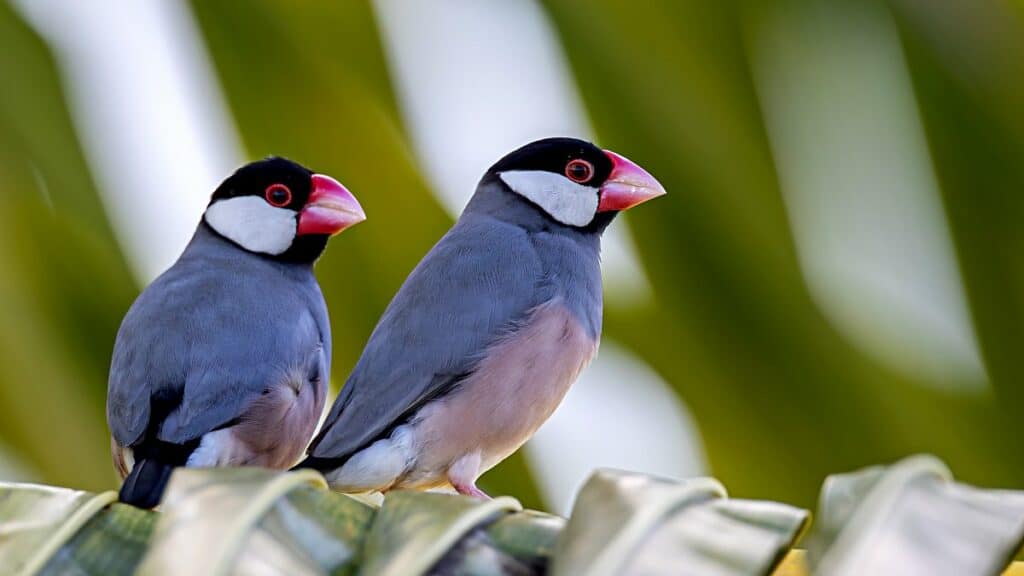 Beautiful Java sparrows | Birds of Oahu