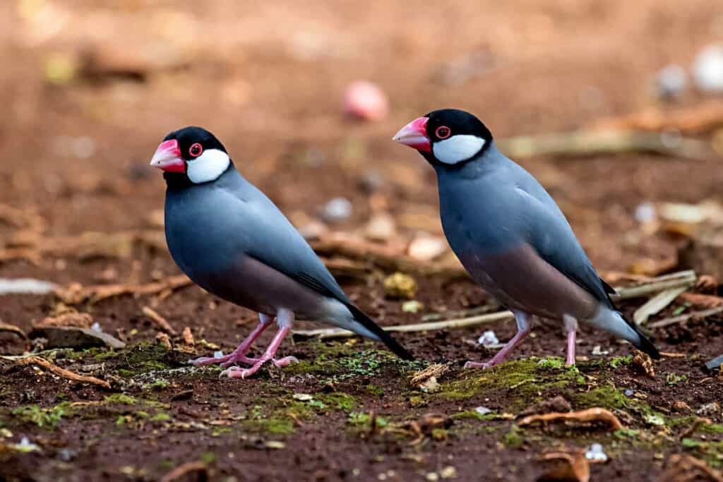Java sparrows foraging for seeds | Birds of Oahu