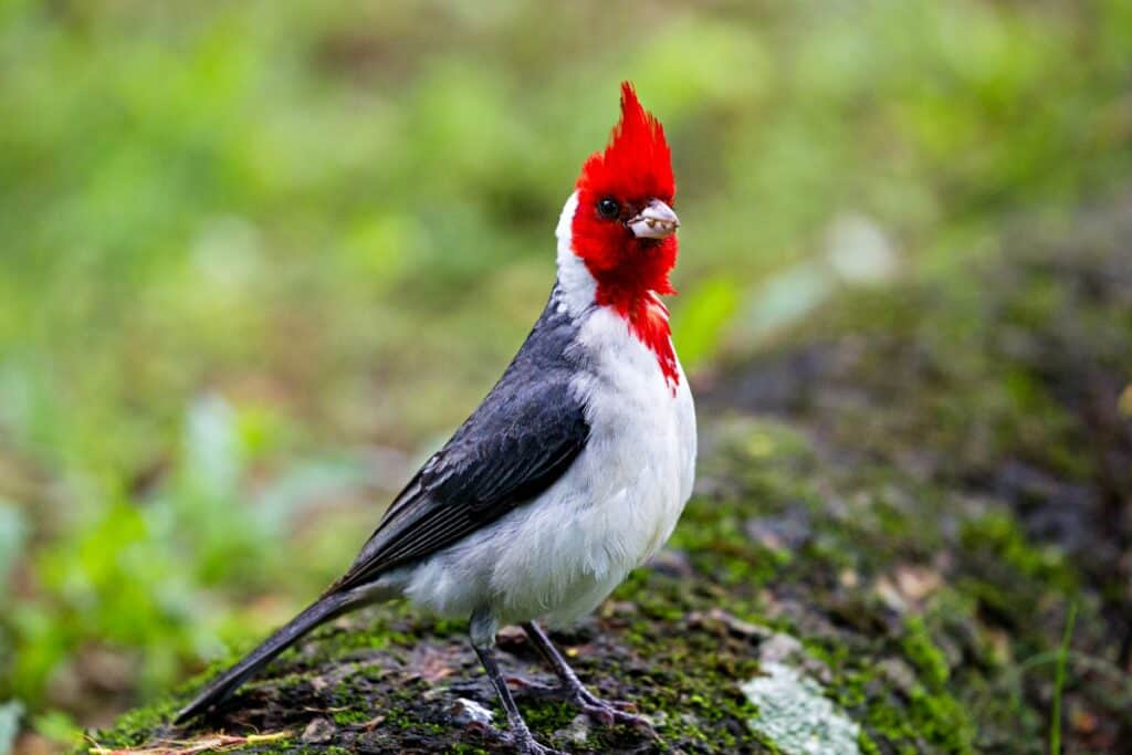 Red-crested cardinal, one of the common birds of Oahu