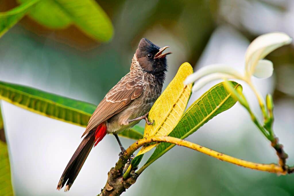 Red-vented bulbul, one of the aggressive invasive species of birds in Oahu