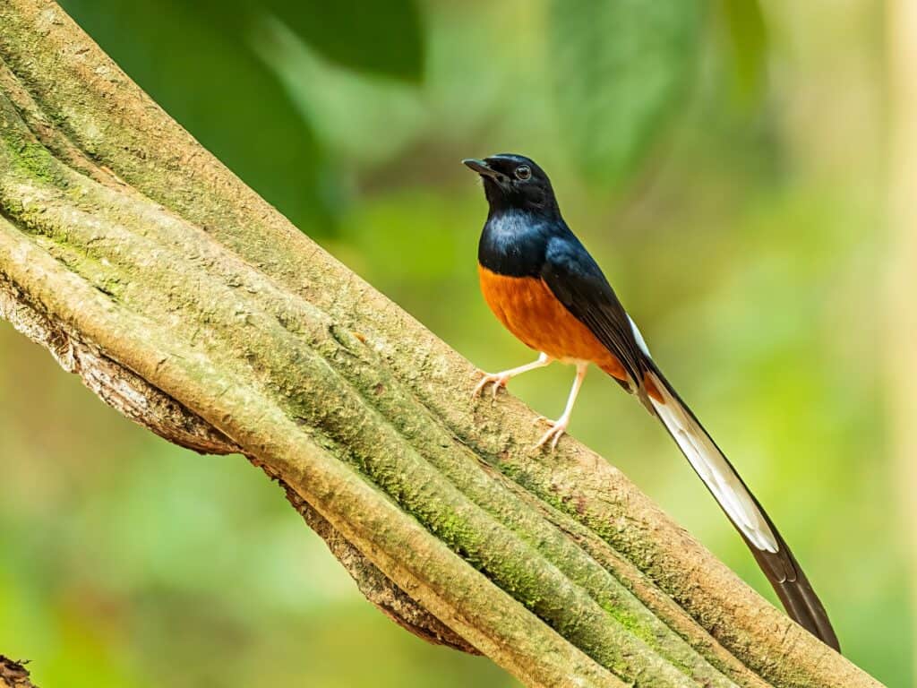 White-rumped shama, one of the most famous song birds of Oahu