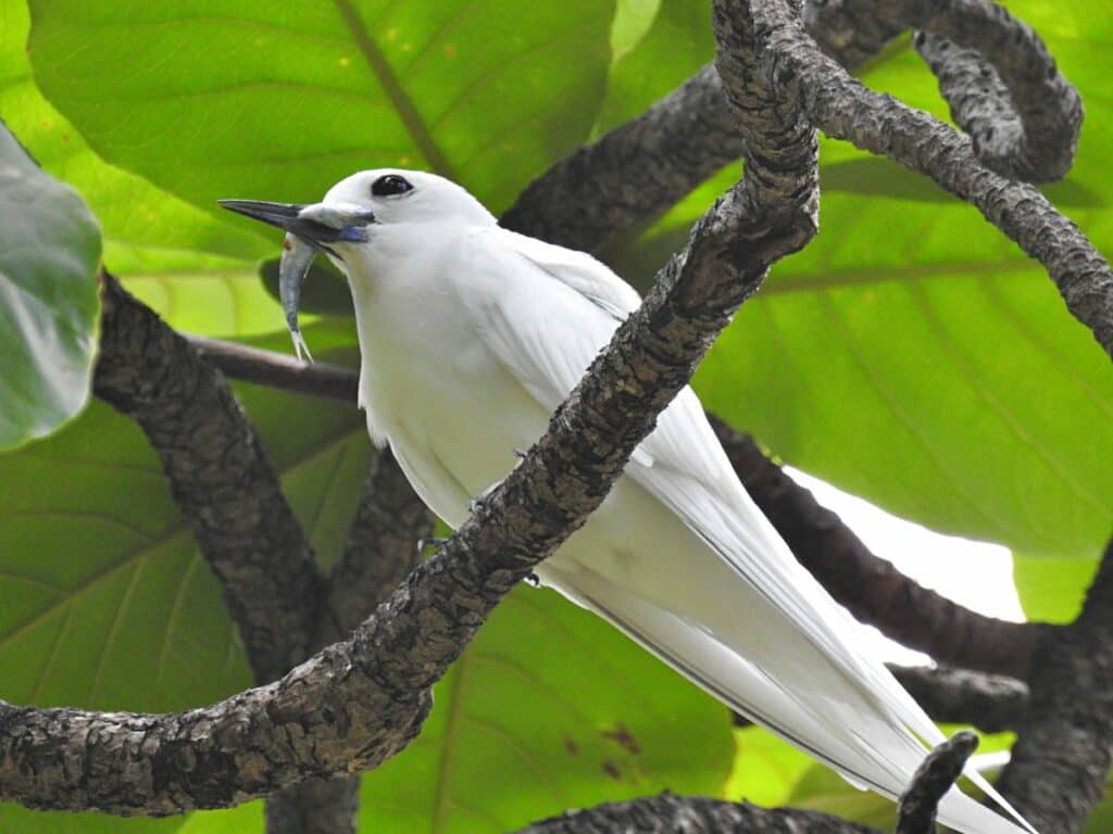 White Tern, one of the many species of sea birds in Oahu