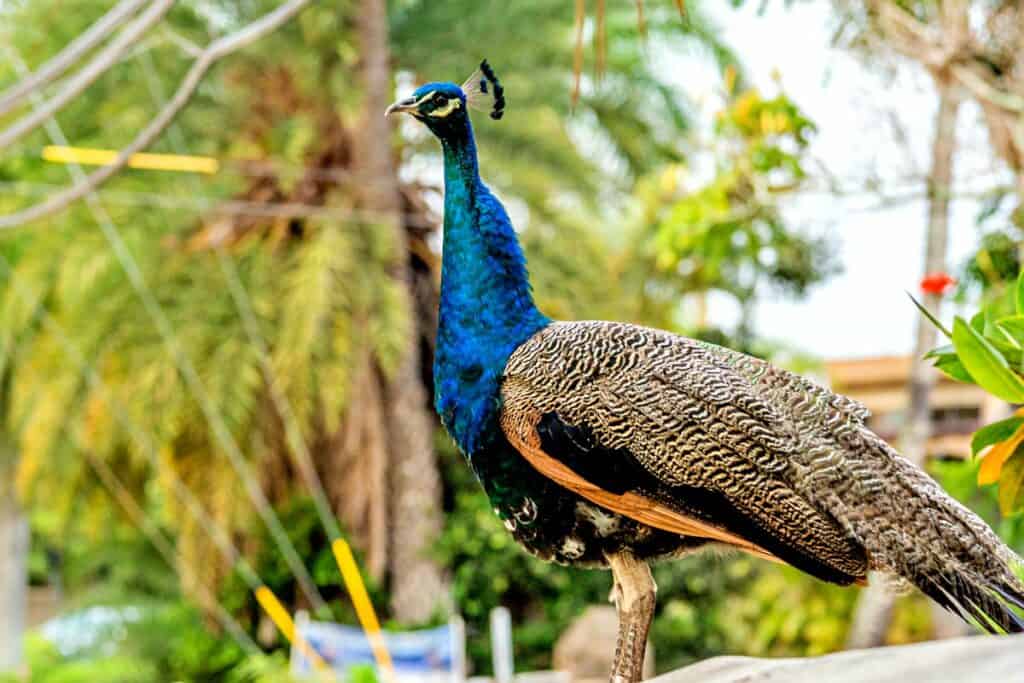 Wild peacock roaming in Oahu | Birds of Oahu
