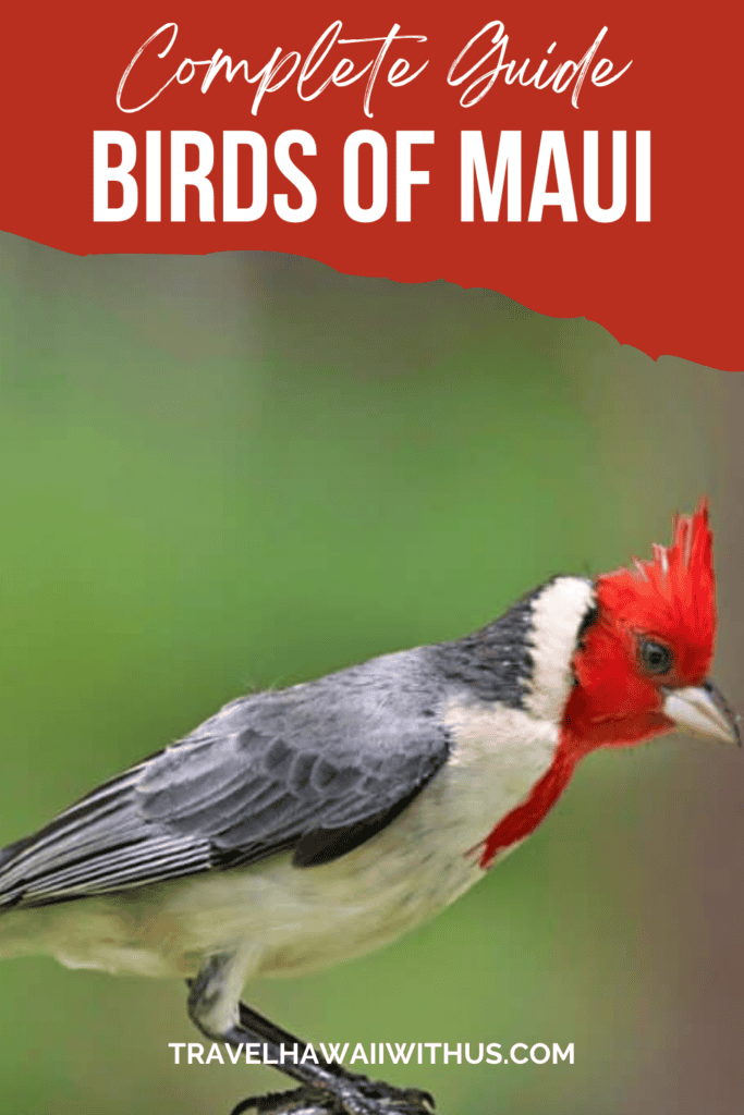 Bookmark our helpful guide to the birds of Maui -- birds that you may spot while sightseeing or hiking on the Hawaiian island.