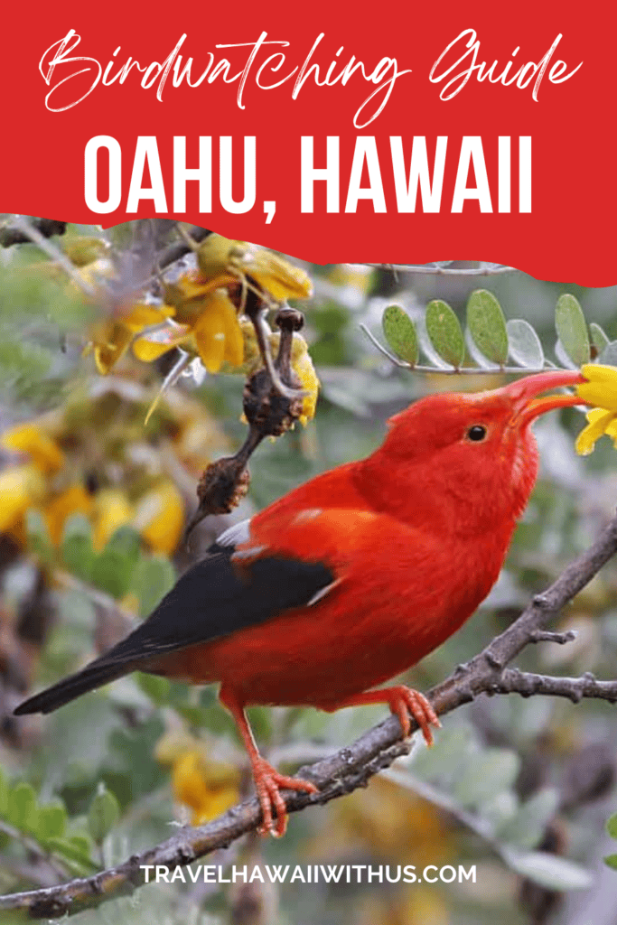 Discover birds to spot as you sightsee and hike on Oahu, Hawaii! From native birds to invasive species and common birds to rare and endangered ones, there are many bird species to spot in Oahu!
